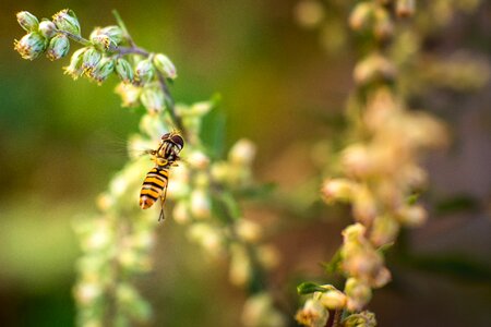 Macro arthropod bug