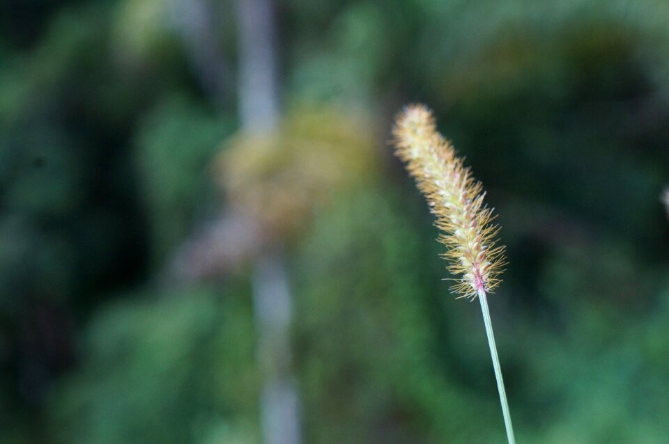 Outdoor environment flower