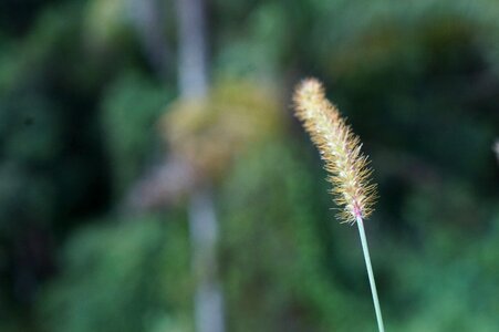 Outdoor environment flower