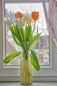 Leaf bouquet tulip