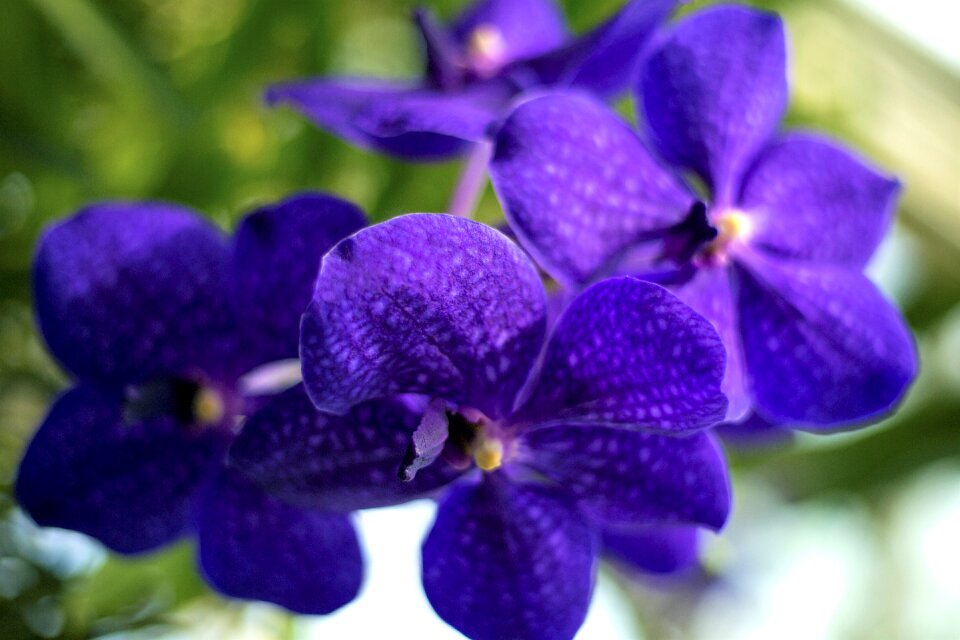 Garden petal orchid