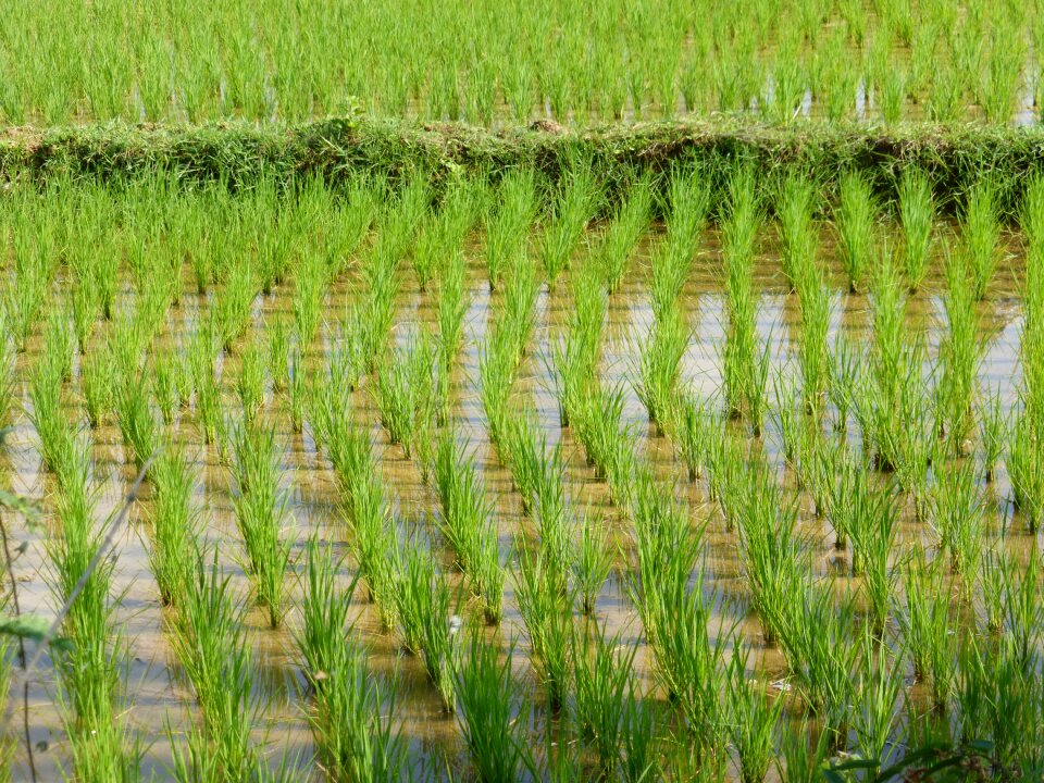 Laos rural landscape rice field