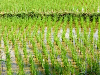 Laos rural landscape rice field