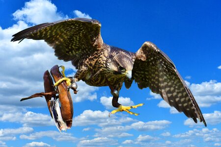 Access raptor wild animal