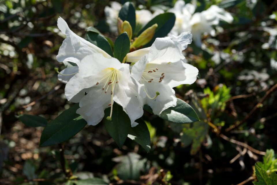 National rhododendron garden macro pollen