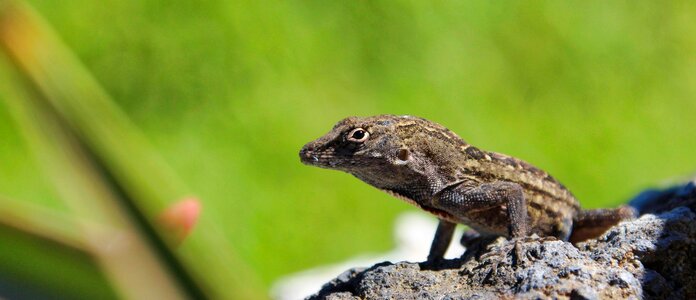 Animal lizard reptile