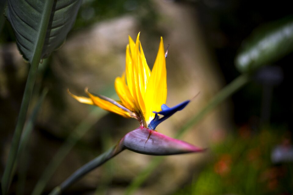 Plant sheet flower