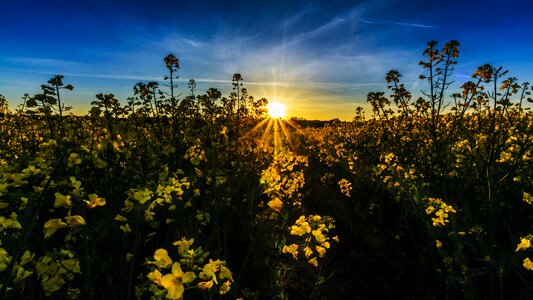 Spring rare plant landscapes