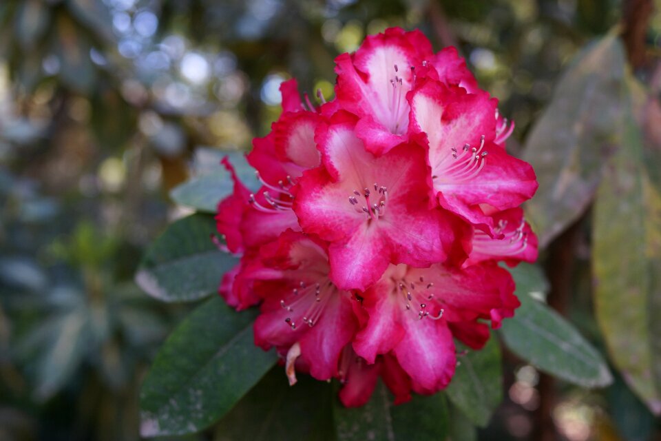 National rhododendron garden red and white macro