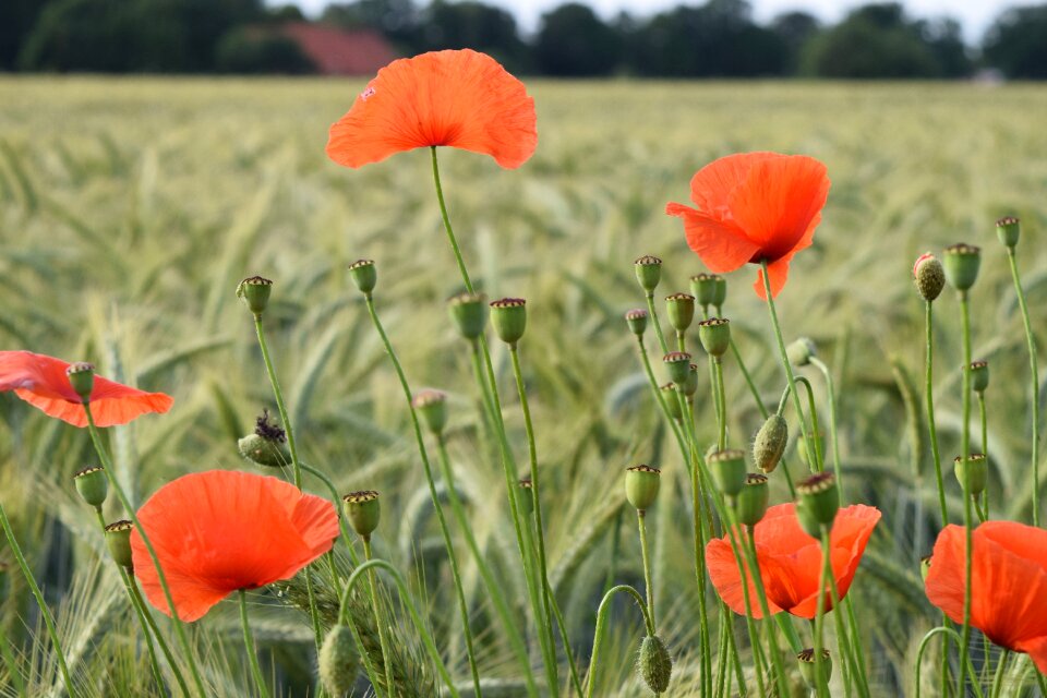 Flower nature field