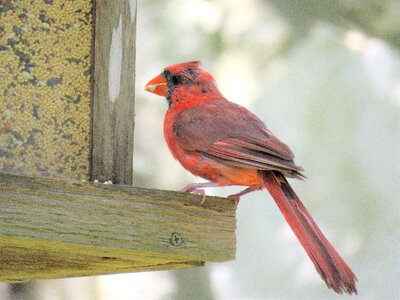 Cardinal close up wildlife photo