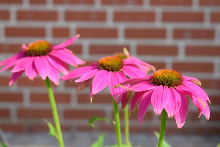 Flower summer plant photo