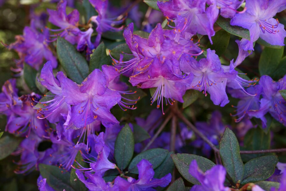 National rhododendron garden mauve and white macro