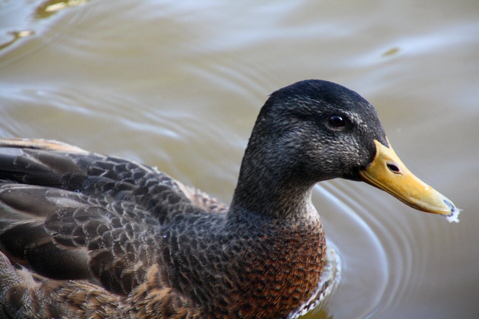 Animal waterfowl pond