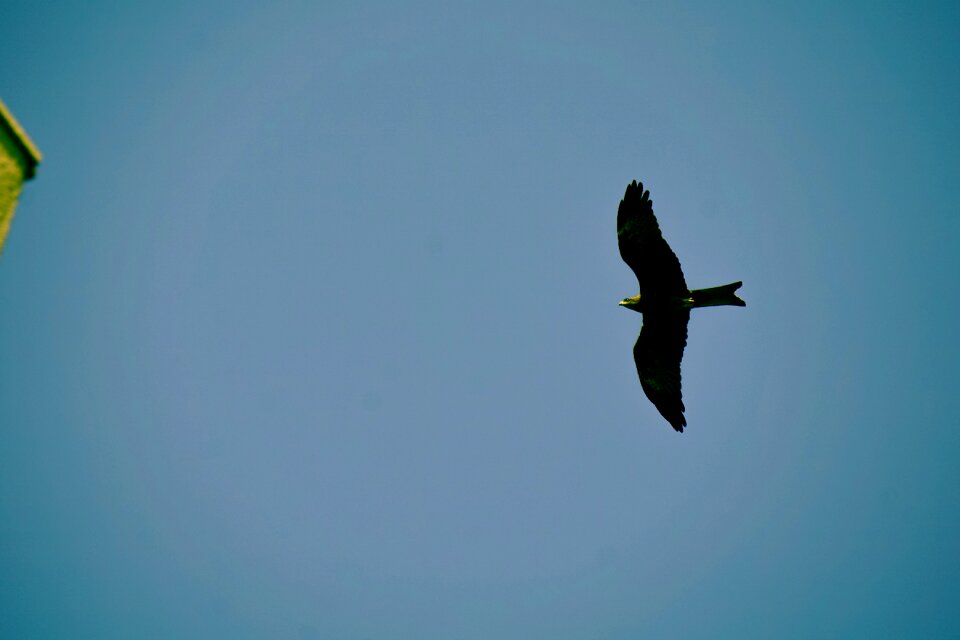 Birds eagle flying