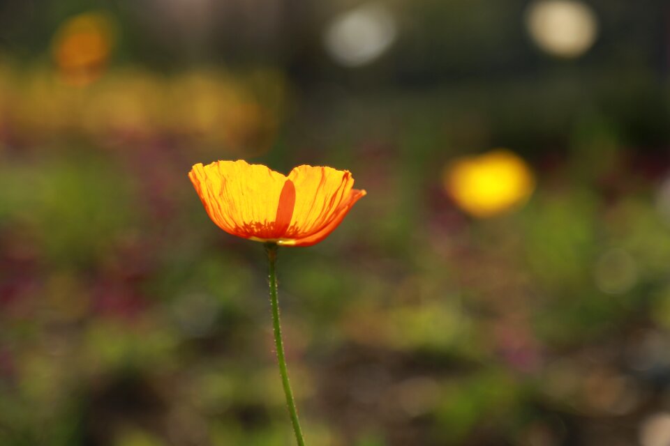 Nature outdoors grass