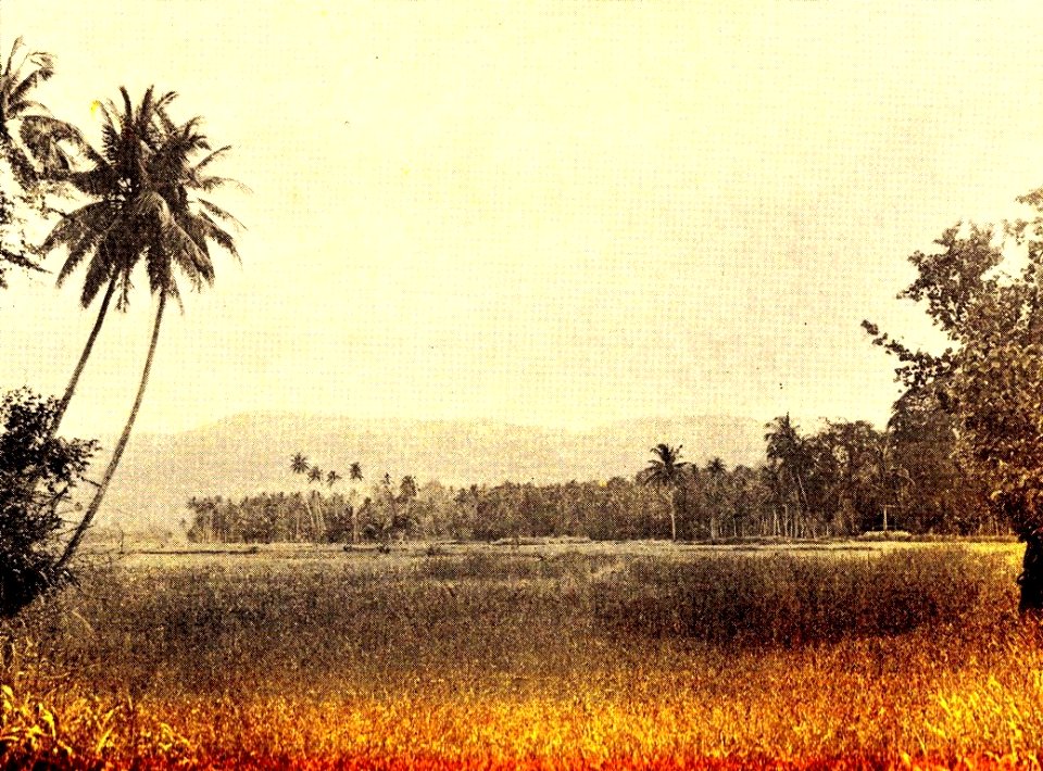 Drassige sawah als gevechtsterrein