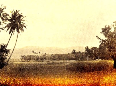 Drassige sawah als gevechtsterrein