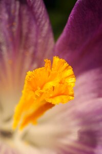Spring flower nature