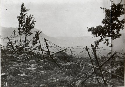 Dratverhau einer Stellung im Ternovanerwalde. 4.9.17. (BildID 15601954)