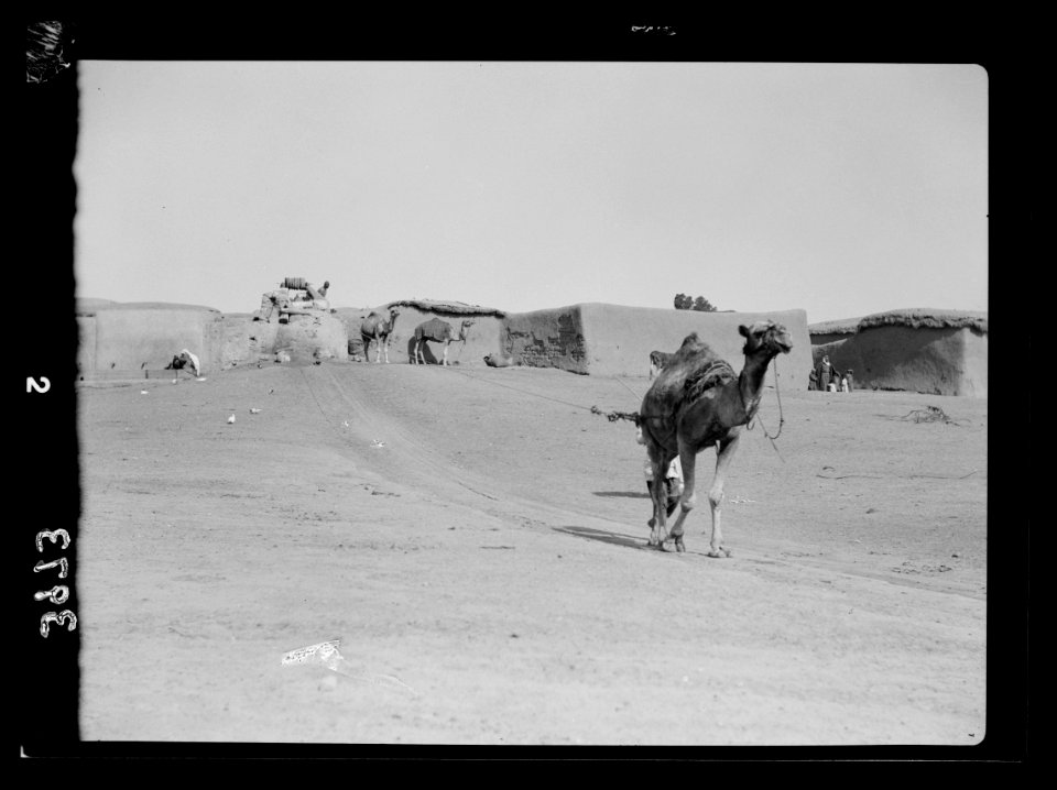 Drawing water by camel and cow power. Camel drawing water from deep well. Taken in the Shafelah country LOC matpc.15649