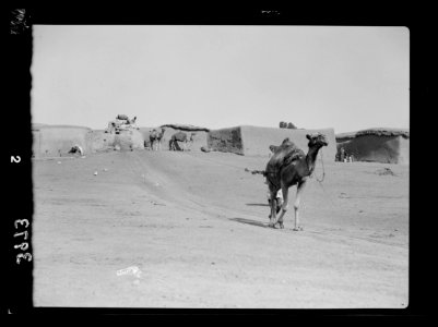 Drawing water by camel and cow power. Camel drawing water from deep well. Taken in the Shafelah country LOC matpc.15649