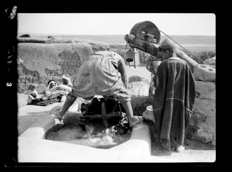 Drawing water by camel and cow power. Skin bucket emptied in water trough. Side view of roller pulley LOC matpc.15651