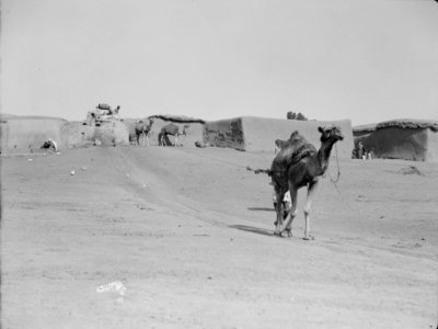 Drawing water by camel and cow power. Camel drawing water from deep well. Taken in the Shafelah country LOC matpc.15649