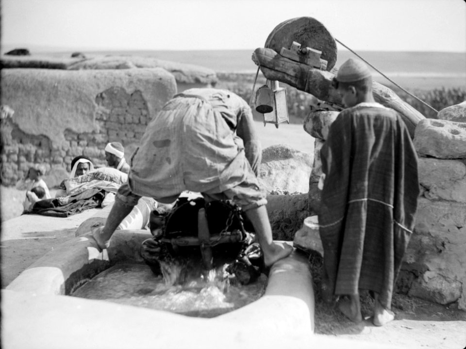 Drawing water by camel and cow power. Skin bucket emptied in water trough. Side view of roller pulley LOC matpc.15651
