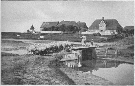Dreesen Oland