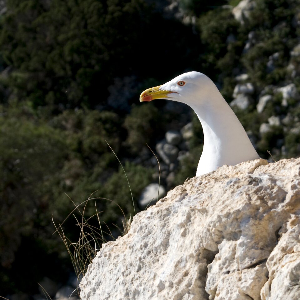 Nature bird wildlife