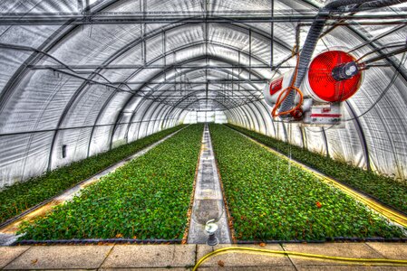 Vegetable gardening series plants