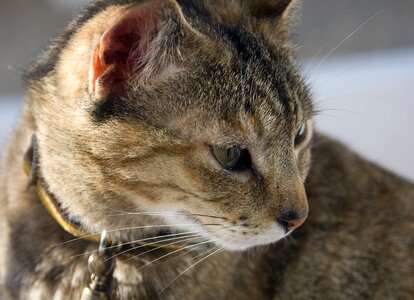 Face collar whiskers
