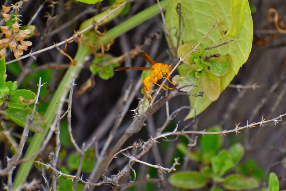 Paper wasp ropalidia marginata social insect