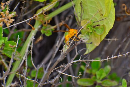 Paper wasp ropalidia marginata social insect