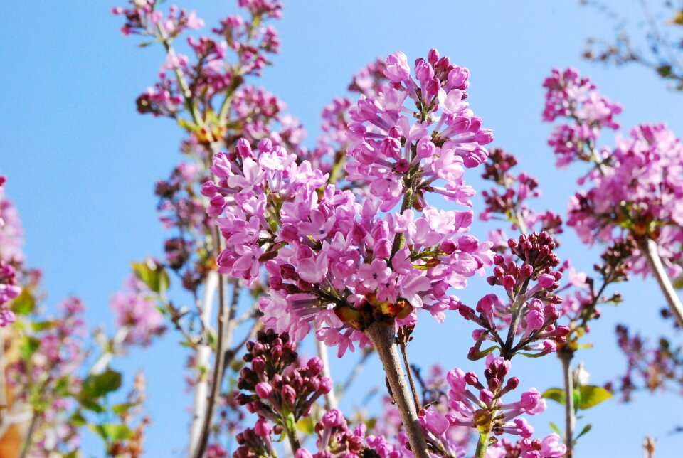 Flowers sky pink photo