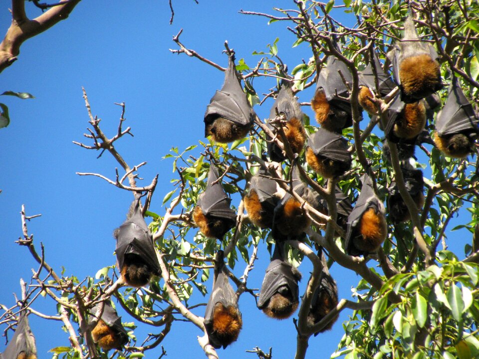 Flying fox chiroptera animal