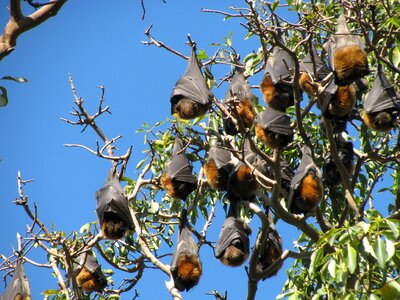 Flying fox chiroptera animal photo