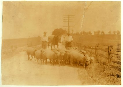 Driving sheep to town. Gartland boy (did not get first name) Mother runs the Farmers Hotel, Winchester. LOC nclc.00574