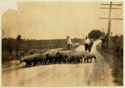 Driving sheep to town. Gartland boy (did not get first name) Mother runs the Farmers Hotel, Winchester. LOC nclc.00445