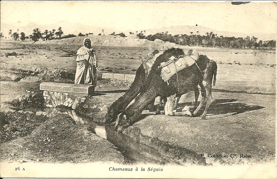 Dromadaires en abreuvement 1919