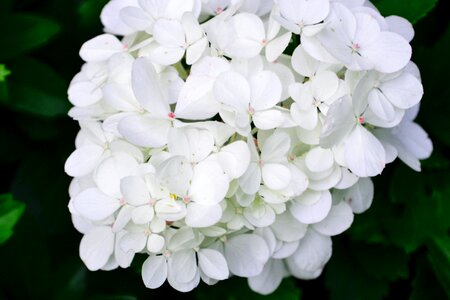 Frühlingsanfang white blossom flower photo