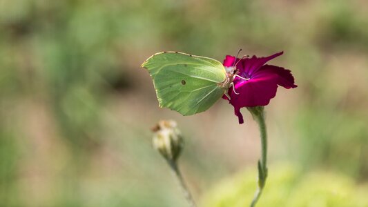 At the court of leaf plant