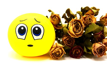 Dried emoticon funny photo