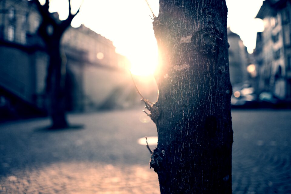Sunshine tree wood