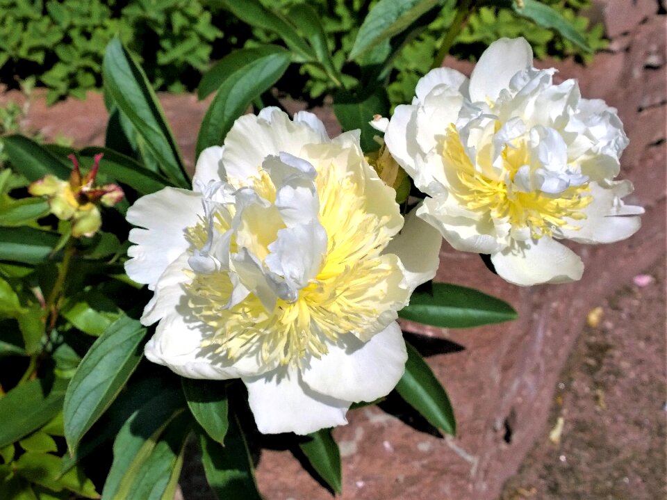 Summer flowers plants large flowers