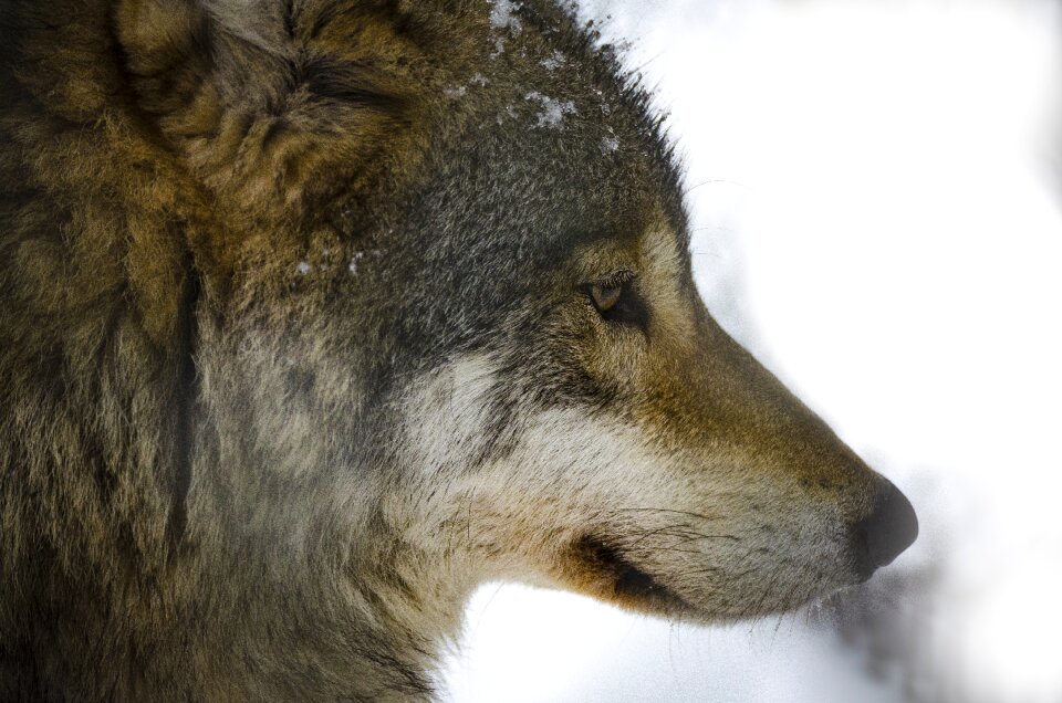 Nature wolf predators