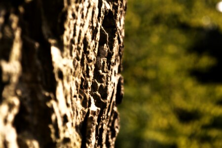 Nature log structure