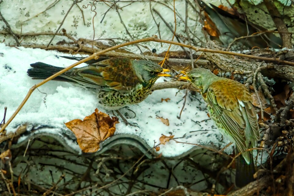 Winter snow animal world
