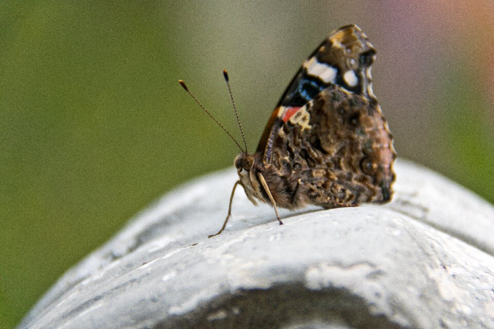 Wing animal close up
